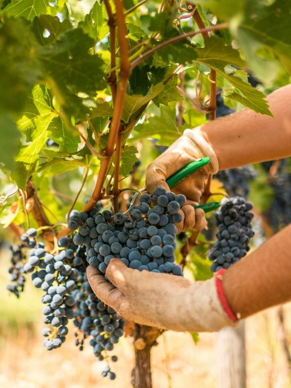 Nico Lazaridi Winery - Red Grape's Variety