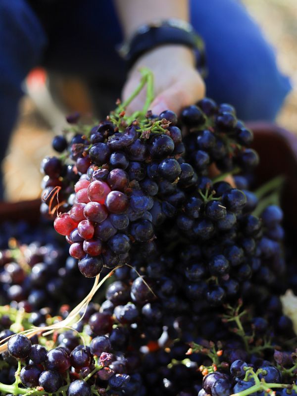 Nico Lazaridi Winery - Red Grapes' Variety