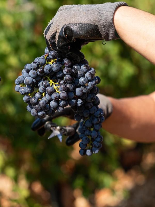 Red Grapes Variety - Nico Lazaridi Winery