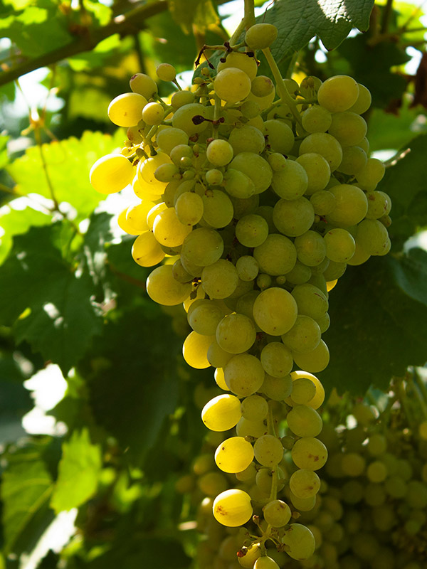 Variety of Greek Wine Grapes in Vineyard