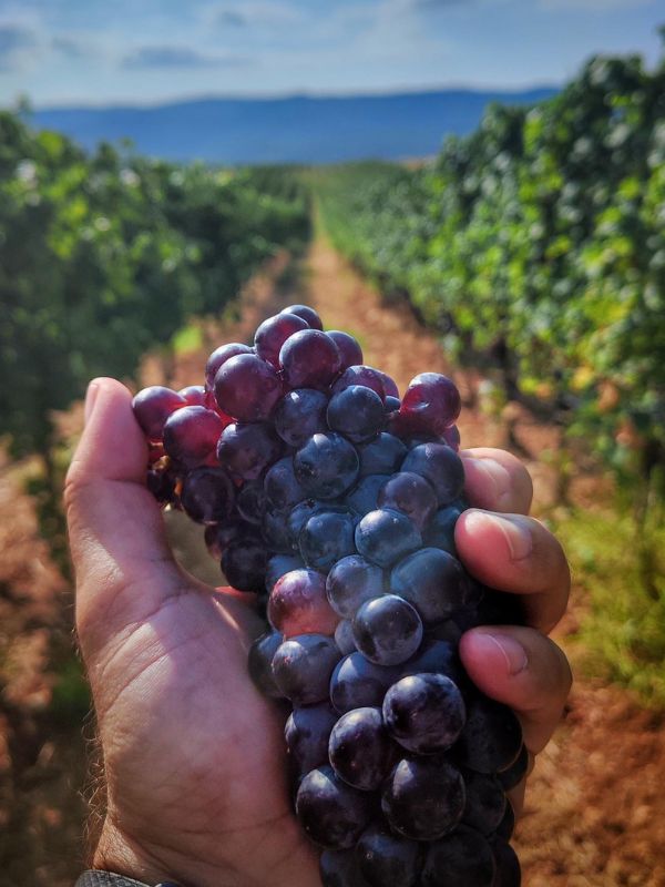 Nico Lazaridi Winery grapes' viriety