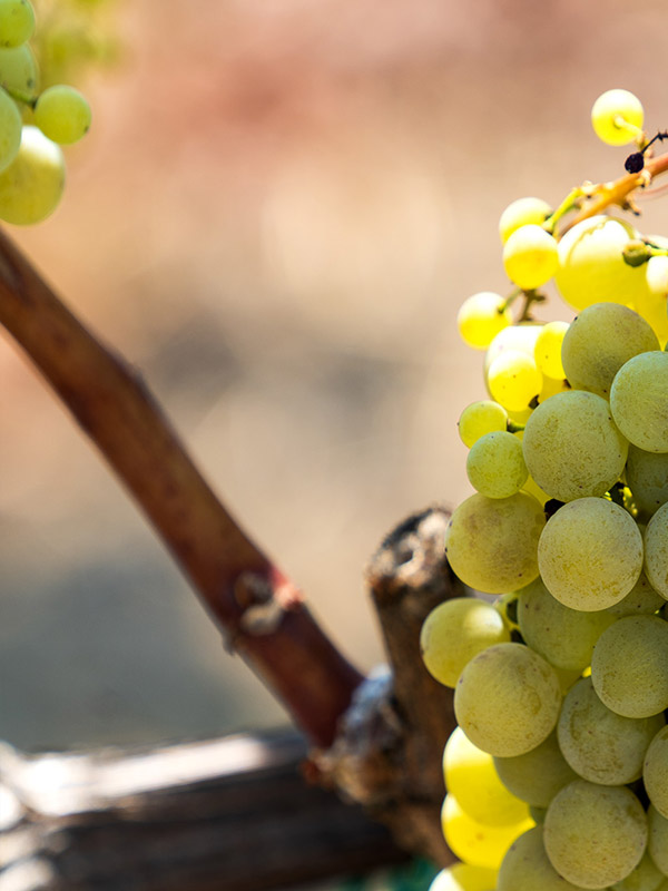 Variety of Greek White Grapes