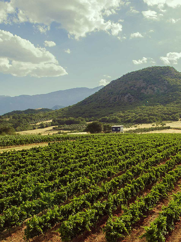 Meteoro Winery Vineyards