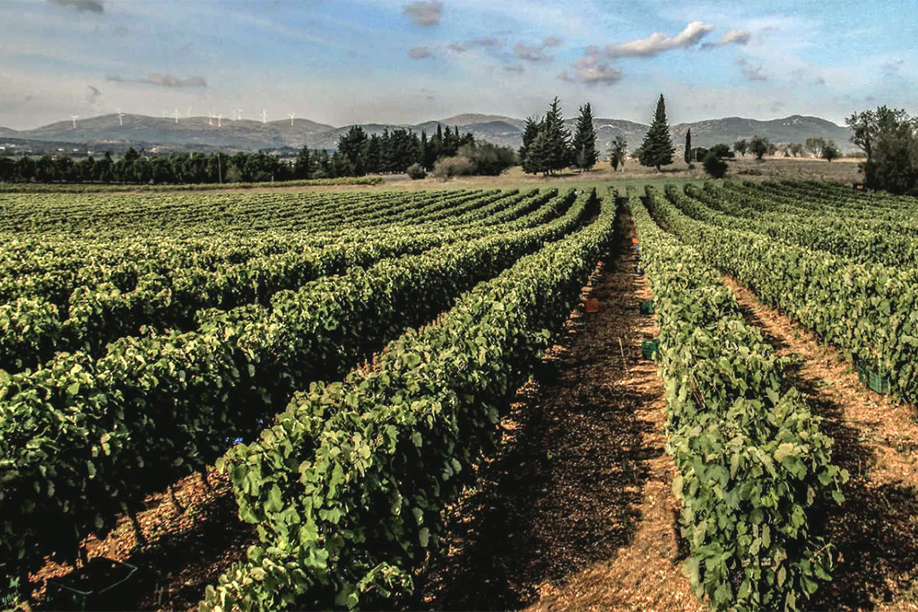 Moropoulos Winery Vineyards