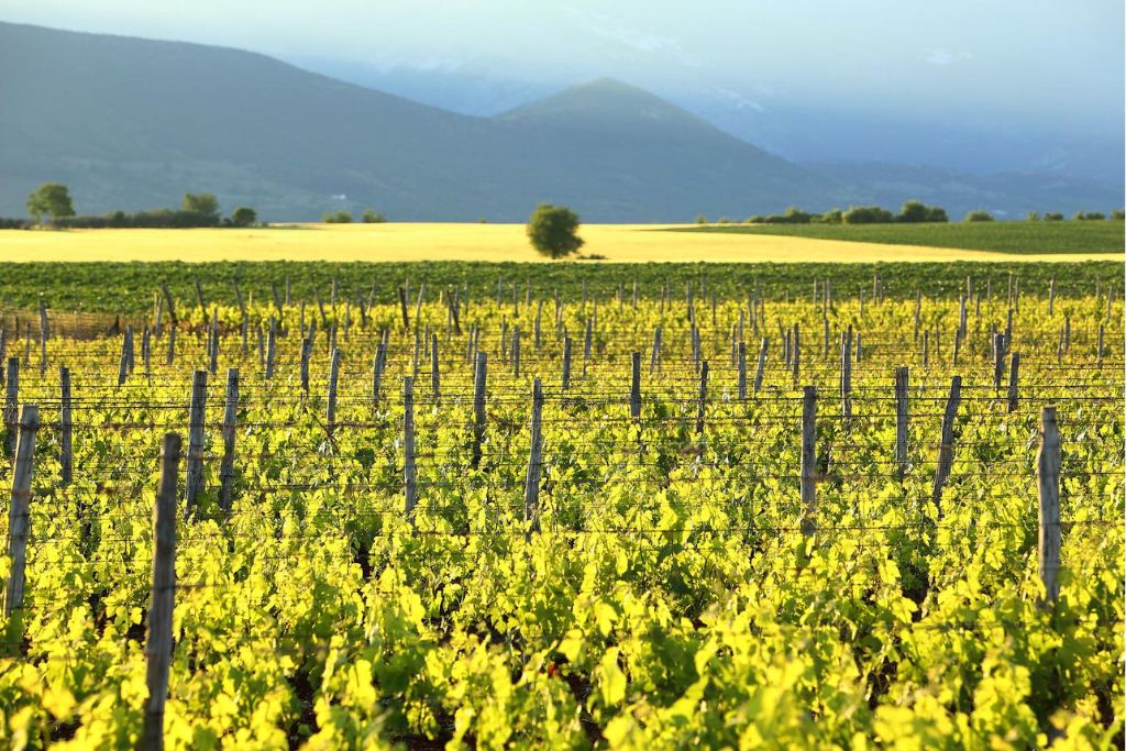 Nico Lazaridi Greek Wine Vineyards